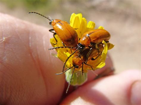 Weevil Beetle Diptera Orange - Free photo on Pixabay - Pixabay