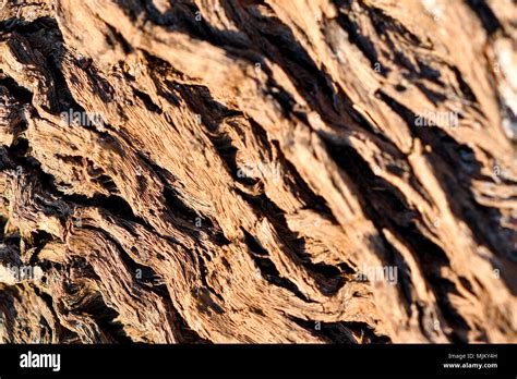 tree bark background Stock Photo - Alamy