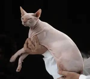 Health Concerns for Sphynx Cats