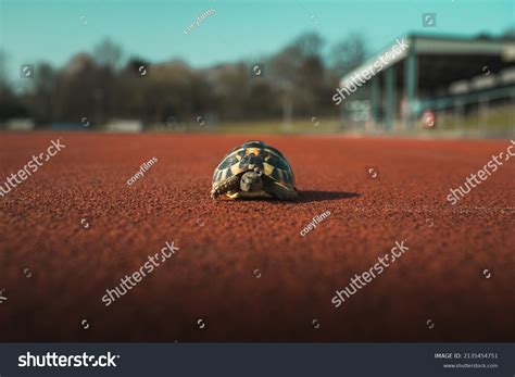 running tortoise   royalty  licensable stock