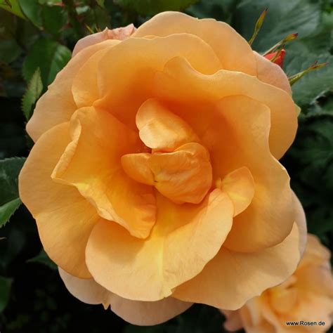 Portorož® | Kordes Rosen