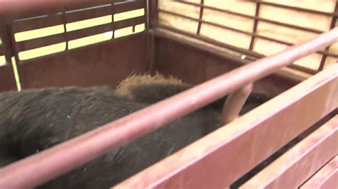 Hog tusks are so sharp that hunting dogs wear Kevlar vests when taking ...
