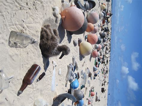 Protecting Coastal Habitat | Defenders of Wildlife