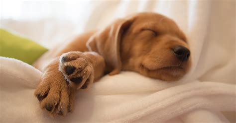 peculiar pet facts pets   sad