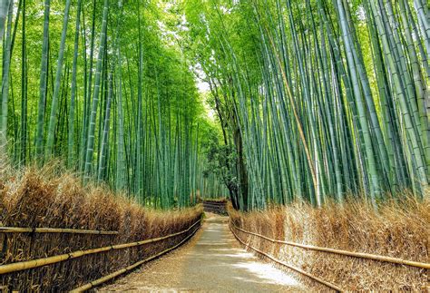 Hidden Kyoto Bamboo Forest & Secret Temples Tour