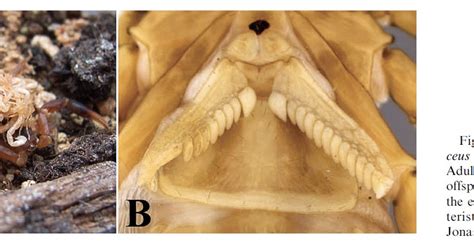 The Scorpion Files Newsblog: Parthenogenetic reproduction reported for the buthid Pseudolychas ...