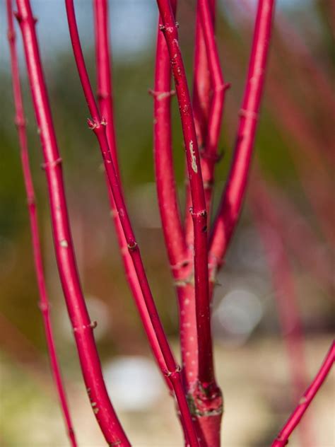 Red Stem Dogwood: The Stunning Shrub That Will Brighten Up Your Winter ...