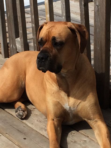 Great dane 🐶boxer mix | Man