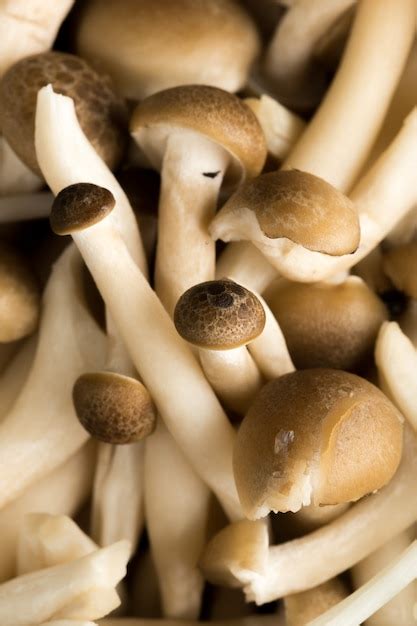 Close-up em vários tipos de cogumelos | Foto Premium