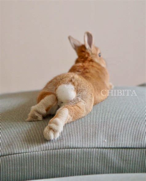 Pet Bunny, Pet Rabbit, Funny Bunnies, Cute Little Animals, Cute Funny