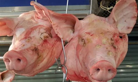 Pig head Images - Search Images on Everypixel