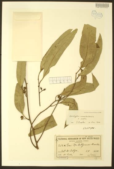 Eucalyptus camaldulensis subsp. camaldulensis