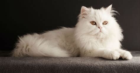 Le 10 razze di gatti più belle in assoluto | Il mio gatto è leggenda