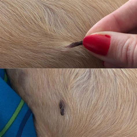 What the heck is this skin growth on my dog’s belly? 5yo Male Boxer/Lab ...