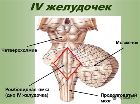 Презентация на тему: "Головной мозг. Отделы 1. Ствол (продолговатый ...