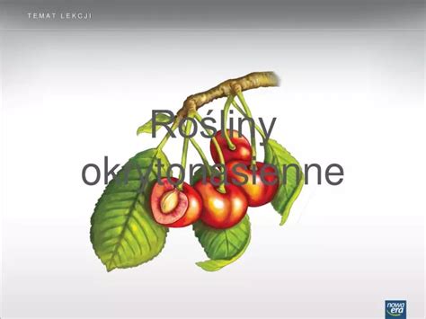 PPT - Rośliny okrytonasienne PowerPoint Presentation - ID:4242775