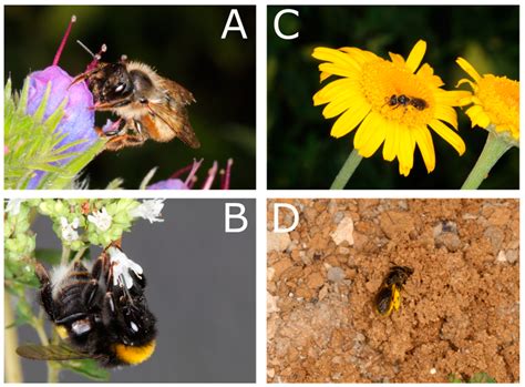 Are Bumble Bees Attracted To Color [2025]
