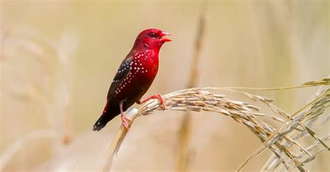 Adorable Strawberry Finches Change Color to Find a Mate