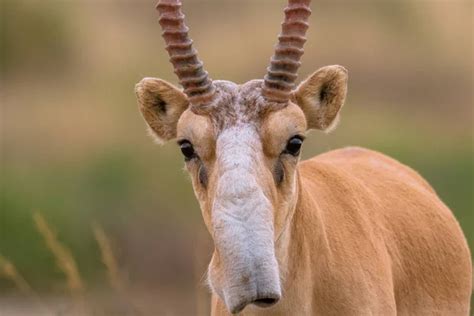 Russian antelope Stock Photos, Royalty Free Russian antelope Images ...