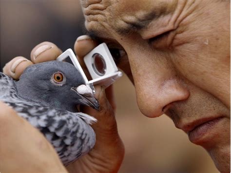 Russian pigeon Latest Memes - Imgflip