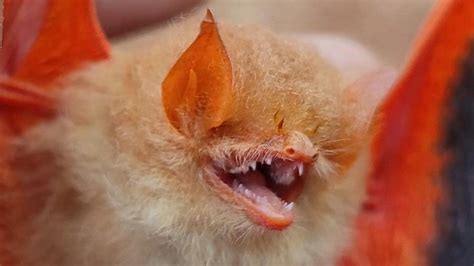 Chhattisgarh: Rare ‘orange bat’ spotted in Bastar’s Kanger Valley ...