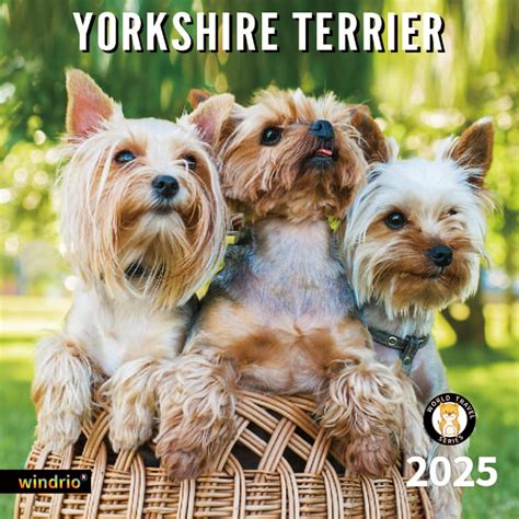 The Excitement of the National Dog Show Terrier Group 2025: A Must