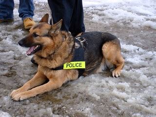 Police Dog 2 | At a recent meeting of the Central Massachuse… | Flickr