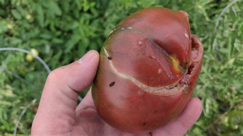 Overripe or damaged fruit and vegetables attract sap beetles.