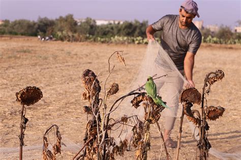 Palestinians capture dora parrots during their migration – Middle East