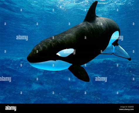 Orca underwater hi-res stock photography and images - Alamy