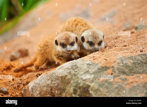 Recinto Dei Suricati Immagini e Fotos Stock - Alamy
