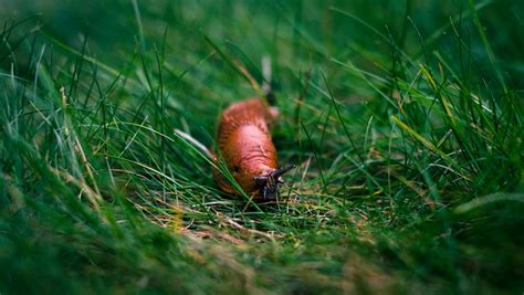 Slug | Thomas TRENZ