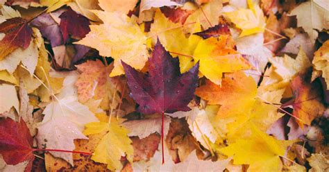 autumn leaves thrive
