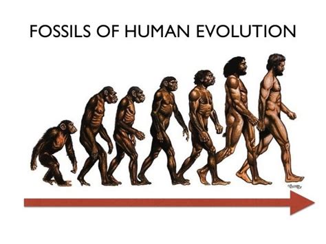 Evolution of Man