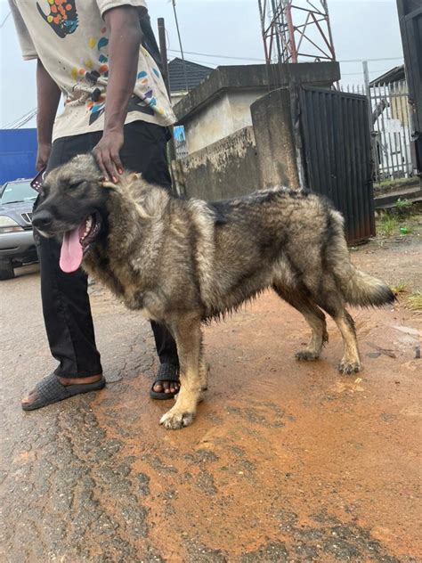 Purebred Adult Female Caucasian Shepherd Available - Pets - Nigeria