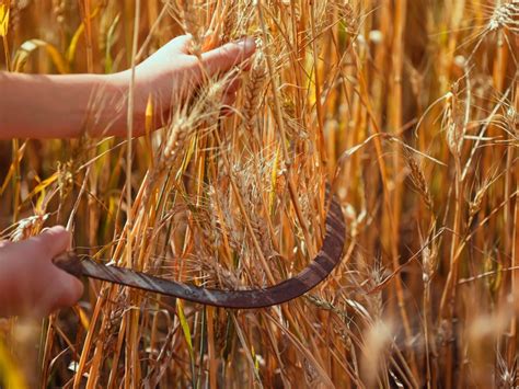 How And When To Harvest Wheat At Home