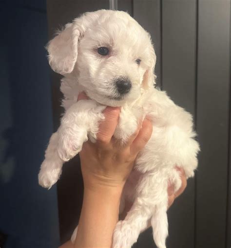 Attention Canadian Puppy Buyers: - For Sale Or Coming Soon