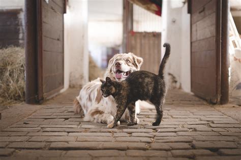 Quais São Os Animais Domésticos