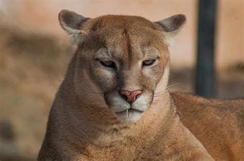 puma facts  stealthy stalker  mountains animals discovered