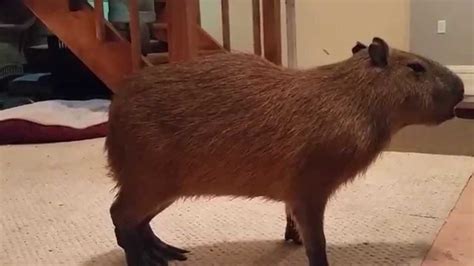 Squeaky Squeak Squeak! - YouTube