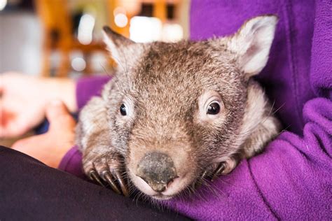 Carer gives wombats a second chance - ABC News