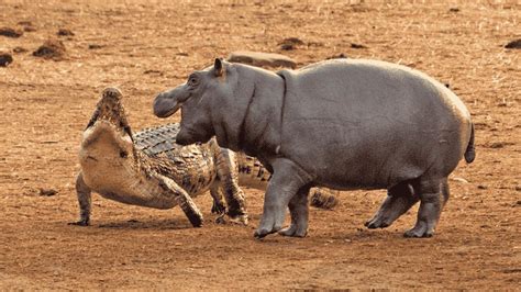 hippo  crocodilethe ultimate showdown hippopotamus crocodile