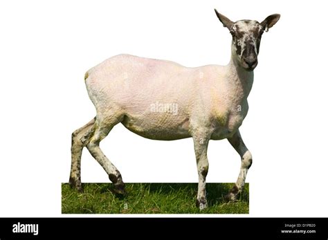 Sheared Sheep Stock Photos & Sheared Sheep Stock Images - Alamy