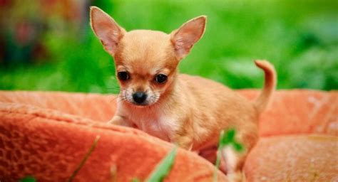 Chihuahua Size Chart | Growth & Weight Chart