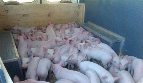 Продам свинину живым весом, купить свинину живым весом, Сумская обл ...