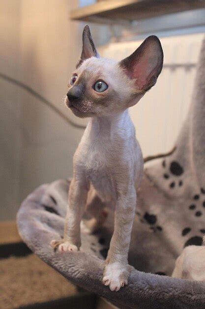 Premium Photo | Cornish rex kitten