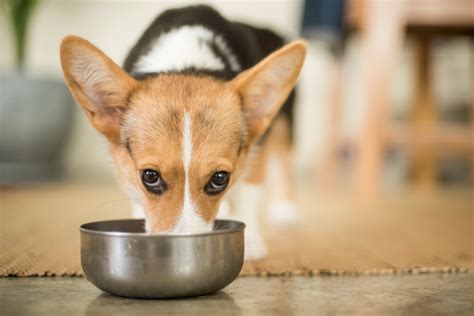 Corgi Feeding Chart: The 4.1.1. On Eating Right