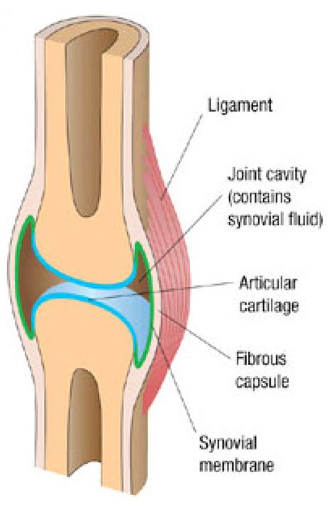 How To Lubricate Joints