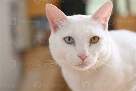 Khao Manee Cat 34042259 Stock Photo at Vecteezy