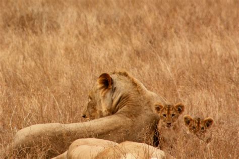Lions Free Stock Photo - Public Domain Pictures